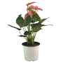 ANTHURIO NATURAL INTERIOR MEDIA SOMBRA MACETA 5 PULGADAS