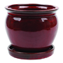 MACETA WISTERIA RED 6"