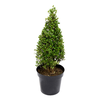 ARBOL ORNAMENTAL PINO DE 85 CM PARA EXTERIOR