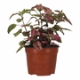 PAYASITO NATURAL INTERIOR MEDIA SOMBRA ORNAMENTAL MACETA 6" MULTICOLOR