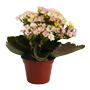 KALANCHOE NATURAL INTERIOR EXTERIOR MEDIA SOMBRA MACETA 3 PULGADAS FLORES SURTIDAS