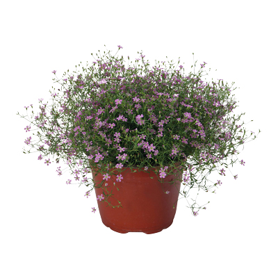 NUBE NATURAL INTERIOR MEDIA SOMBRA MACETA 6 PULGADAS FLORES ROSA Y LILA