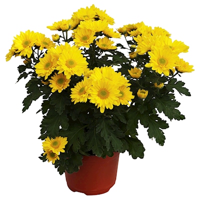 CRISANTEMO NATURAL INTERIOR MEDIA SOMBRA MACETA 6 PULGADAS FLORES AMARILLAS