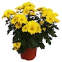 CRISANTEMO NATURAL INTERIOR MEDIA SOMBRA MACETA 6 PULGADAS FLORES AMARILLAS
