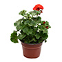 GERANIO NATURAL EXTERIOR MEDIA SOMBRA MACETA 17 CM FLORES NARANJA