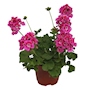 GERANIO NATURAL EXTERIOR MEDIA SOMBRA 15.24 CM FLORES ROSAS