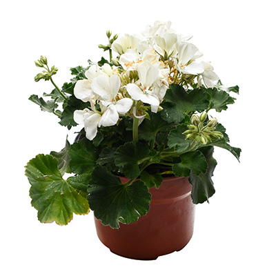 GERANIO NATURAL INTERIOR MEDIA SOMBRA MACETA 17 CM FLORES BLANCAS