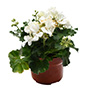 GERANIO NATURAL INTERIOR MEDIA SOMBRA MACETA 17 CM FLORES BLANCAS