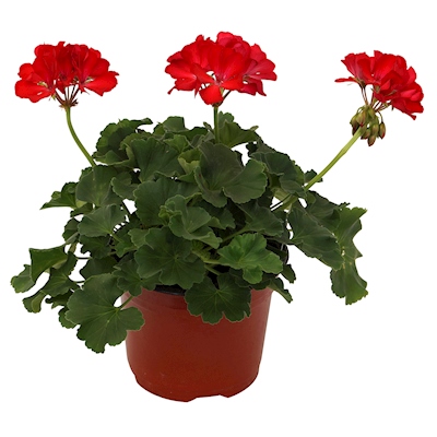GERANIO NATURAL INTERIOR EXTERIOR MEDIA SOMBRA 39 X 38 CM MACETA FLORES ROJAS