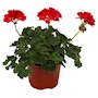 GERANIO NATURAL INTERIOR EXTERIOR MEDIA SOMBRA 39 X 38 CM MACETA FLORES ROJAS