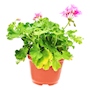 GERANIO NATURAL EXTERIOR MEDIA SOMBRA MACETA 6" FLORES ROSAS