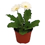 GERBERA NATURAL INTERIOR SOMBRA MACETA 6 PULGADAS FLORES BLANCAS