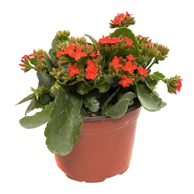 KALANCHOE NATURAL EXTERIOR MEDIA SOMBRA MACETA 20 X 22 CM FLORES ROJAS