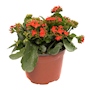 KALANCHOE NATURAL EXTERIOR MEDIA SOMBRA MACETA 20 X 22 CM FLORES ROJAS