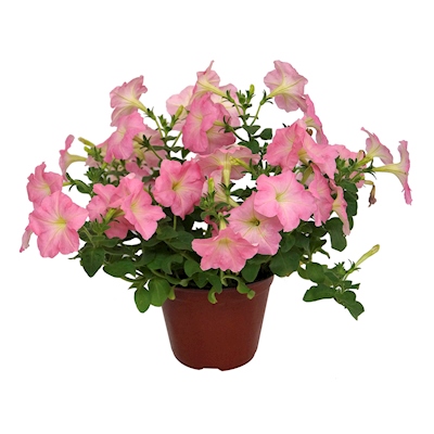 PETUNIA NATURAL EXTERIOR MEDIA SOMBRA COMPACTA MACETA 6 PULGADAS FLORES ROSAS