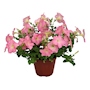 PETUNIA NATURAL EXTERIOR MEDIA SOMBRA COMPACTA MACETA 6 PULGADAS FLORES ROSAS