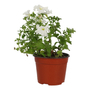 PETUNIA NATURAL INTERIOR EXTERIOR MEDIA SOMBRA COMPACTA 30.8 X 15 CM FLORES BLANCAS