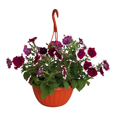 PETUNIA NATURAL EXTERIOR MEDIA SOMBRA COLGANTE 10 PULG FLORES MORADAS