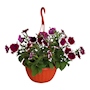 PETUNIA NATURAL EXTERIOR MEDIA SOMBRA COLGANTE 10 PULG FLORES MORADAS