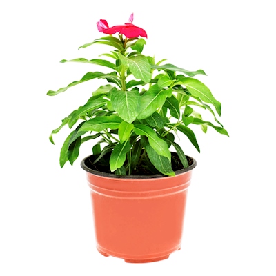 VINCA NATURAL EXTERIOR MEDIA SOMBRA MACETA 6 PULGADAS FLORES ROJAS