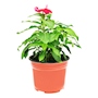 VINCA NATURAL EXTERIOR MEDIA SOMBRA MACETA 6 PULGADAS FLORES ROJAS
