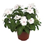 VINCA NATURAL EXTERIOR MEDIA SOMBRA MACETA 6" FLORES BLANCAS
