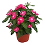 VINCA NATURAL INTERIOR Y EXTERIOR MEDIA SOMBRA MACETA 6 PULGADAS FLORES ROSAS