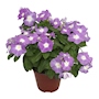 VINCA NATURAL EXTERIOR MEDIA SOMBRA MACETA 6 PULGADAS FLORES LILA
