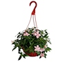 VINCA NATURAL EXTERIOR MEDIA SOMBRA COLGANTE 25.4 CM FLORES ROSAS