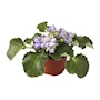 VIOLETA NATURAL INTERIOR SOMBRA COMPACTA MACETA 4 PULGADAS FLORES MULTICOLOR