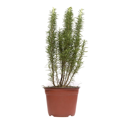 ROMERO NATURAL COMESTIBLE SOL DIRECTO ARBUSTIVA 23 X 66 CM HOJAS AROMATICAS