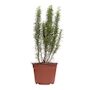 ROMERO NATURAL COMESTIBLE SOL DIRECTO ARBUSTIVA 23 X 66 CM HOJAS AROMATICAS