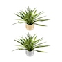 PLANTA ARTIFICIAL DECORATIVA CON MACETA DORADA / PLATEADA DE CERÁMICA