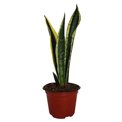 SANSEVIERIA NATURAL EXTERIOR MEDIA SOMBRA VERTICAL MACETA 5" VERDE