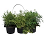 PLANTA NATURAL AROMÁTICA SOL DIRECTO COMPACTA MACETA 20 CM