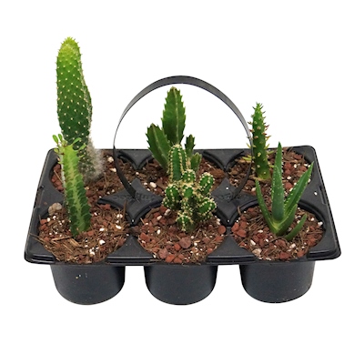 PLANTA NATURAL CACTUS 28 X 25 X 18 CM CON MACETA DE PLÁSTICO 6 PIEZAS