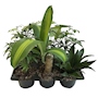 FOLLAJES TROPICALES NATURAL INTERIOR MEDIA SOMBRA TROPICAL 28 CM VERDE