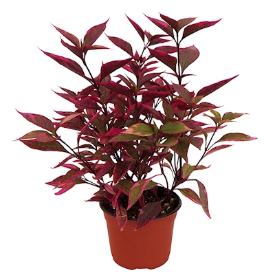 ALTERNANTHERA NATURAL EXTERIOR MEDIA SOMBRA ORNAMENTAL MACETA 6" ROSA