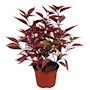 ALTERNANTHERA NATURAL EXTERIOR MEDIA SOMBRA ORNAMENTAL MACETA 6" ROSA