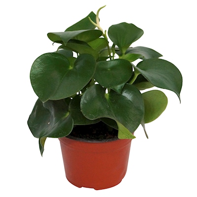 CORAZON DE MARIA NATURAL INTERIOR EXTERIOR MEDIA SOMBRA Y SOMBRA ORNAMENTAL 28 X 20 CM VERDE