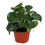 CORAZON DE MARIA NATURAL INTERIOR EXTERIOR MEDIA SOMBRA Y SOMBRA ORNAMENTAL 28 X 20 CM VERDE