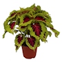 COLEO KONG NATURAL EXTERIOR MEDIA SOMBRA ORNAMENTAL 35 X 35 CM MULTICOLOR