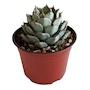 AGAVE NATURAL EXTERIOR SOL DIRECTO SUCULENTO MACETA 8 " VERDE
