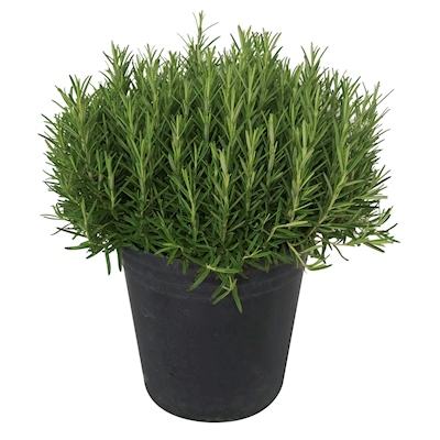 PLANTA ROMERO NATURAL VERDE 55 X 35 X 35 CM