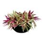 RHEA NATURAL INTERIOR Y EXTERIOR MEDIA SOMBRA COLGANTE 10" VERDE