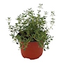 TOMILLO NATURAL AROMÁTICA MEDIA SOMBRA COMPACTA MACETA 4 "