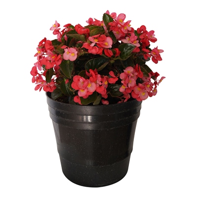 BEGONIA BIG NATURAL INTERIOR MEDIA SOMBRA 63 X 28 CM MACETA 11 PULG FLORES ROSAS