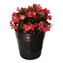 BEGONIA BIG NATURAL INTERIOR MEDIA SOMBRA 63 X 28 CM MACETA 11 PULG FLORES ROSAS