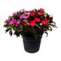 BELEN GUINEA NATURAL INTERIOR Y EXTERIOR MEDIA SOMBRA MACETA 57 CM FLORES MULTICOLOR