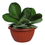 KALANCHOE NATURAL INTERIOR SOL ORNAMENTAL MACETA 10 " VERDE